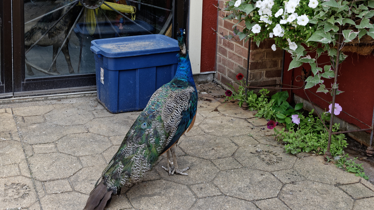 20190801-134117••New Ulm•Minnesota•USA